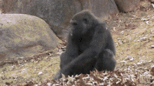 A Nice Day For A Roll In The Leaves GIF - Ape Monkey Happy GIFs