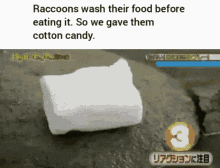 Raccoon Food Wash Hygiene GIF - Raccoon Food Wash Hygiene Racoons GIFs