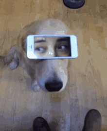 Dog Funny GIF - Dog Funny Eyes GIFs