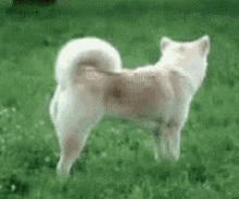 Foxy! GIF - Fox Shiba Run GIFs