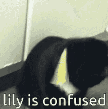 Lily Confused GIF - Lily Confused Lily Is Confused GIFs