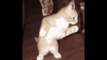 Talking Heads Once In A Life Time GIF - Talking Heads Once In A Life Time Cat GIFs