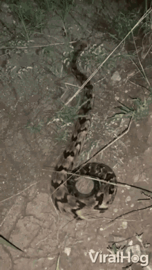 rattlesnake snake