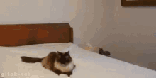 Small Cats GIF - Small Cats Cat GIFs