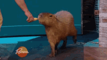 Capybara Animal GIF - Capybara Animal Hungry GIFs