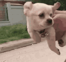 Puppy Cute GIF - Puppy Cute Run GIFs