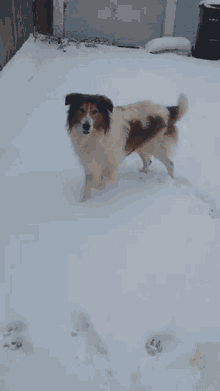 Doggo Wag Tail GIF - Doggo Dog Wag Tail GIFs