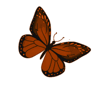 butterfly orange monarch orange butterfly freedom