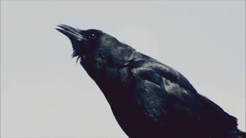 Animated Crow Gif