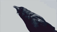 Crow GIF - Crow Bird GIFs