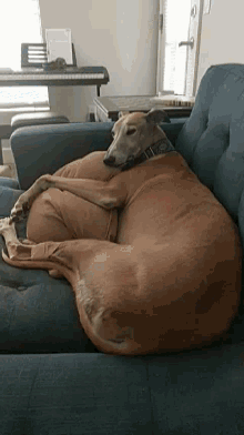 Grayhound Dog GIF - Grayhound Dog Snooze GIFs