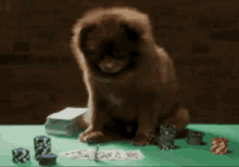 gambling poker chip dogs puppy inception