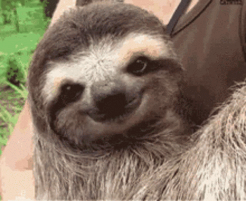 Sloth Cute GIF - Sloth Cute Smiling GIFs
