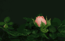 Imagen De Flor GIF - Flower Roses GIFs
