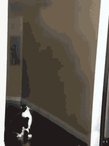 Cat Abduction GIF - Cat Abduction Alien GIFs