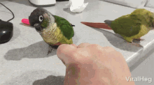 Parrot Shaking Head Bird GIF - Parrot Shaking Head Parrot Bird GIFs