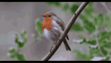 little bird