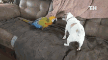 Pets This Is Happening GIF - Pets This Is Happening Parrot GIFs