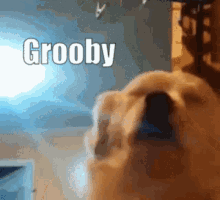 Grooby Grooby Dog GIF - Grooby Grooby Dog Black Honeyt GIFs