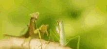 peasant mantis kick off bye push peasant mantis kick off bye push