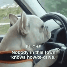 French Bulldog Driving GIF - French Bulldog Driving Not Having It GIFs