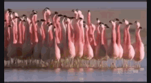 Flamingo Mating GIF - Flamingo Mating Dance GIFs