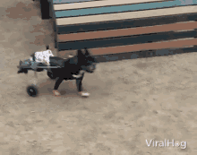 handicap disabled dog puppy happy pup