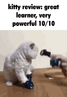 Kitty Review GIF - Kitty Review Performance GIFs