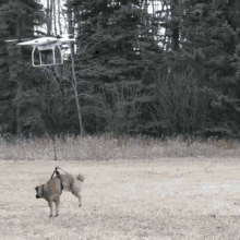 dog drone fly