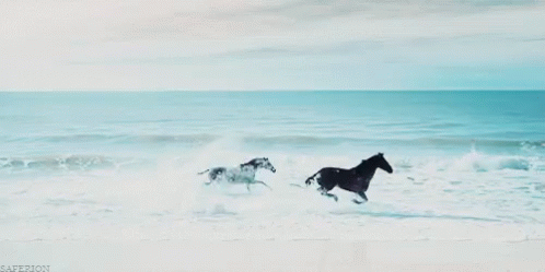 Horses Running Black Horse GIF - Horses Running Black Horse Sea - Descubre   Comparte GIFs