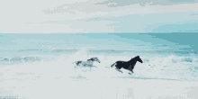 Horses Running Black Horse GIF - Horses Running Black Horse Sea GIFs