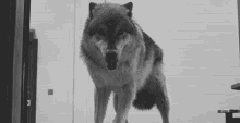 Wolf Angry GIF - Wolf Angry Mad GIFs