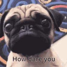 Puppy How Dare You GIF - Puppy How Dare You GIFs
