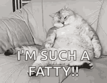 lazy fat cat fatty