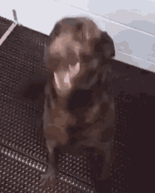 Happy Excited GIF - Happy Excited Dog GIFs