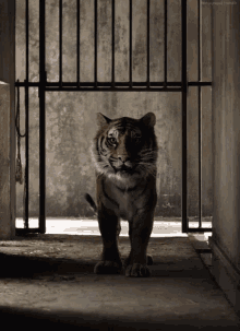 tiger animal cute adorable tail tiger animal cute adorable tail