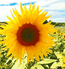 Sunflower Nature GIF - Sunflower Nature Flower GIFs