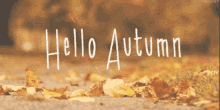 Autumn Hello GIF - Autumn Hello GIFs