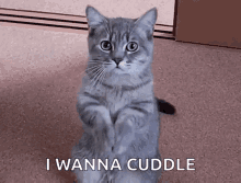 Cute Kitten GIF - Cute Kitten Begging GIFs