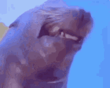 Seal Cute GIF - Seal Cute Smile GIFs