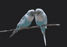 Love Birds Kissing GIF - Love Birds Birds Kissing GIFs