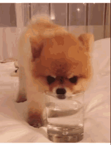 Thirst Dogs GIF - Thirst Dogs Animals GIFs
