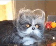 Funny Animals Cat Grinch GIF - Funny Animals Cat Grinch Cats GIFs