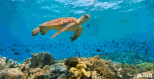 Turtle Chilling GIF - Turtle Chilling Swimming In Peace GIFs