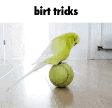 Bird Birds GIF - Bird Birds Tricks GIFs