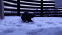 Snowed Cat GIF - Snowed Snow Cat GIFs