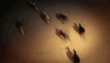 Lottery Loser Rat GIF - Lottery Loser Rat Mouse GIFs