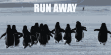 Run Run Away GIF - Run Run Away Penguins GIFs