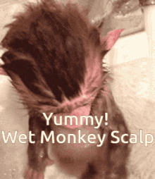 wet monkey