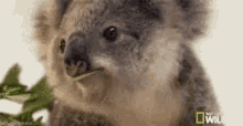 Koala Mangia GIF - Koala Mangia GIFs